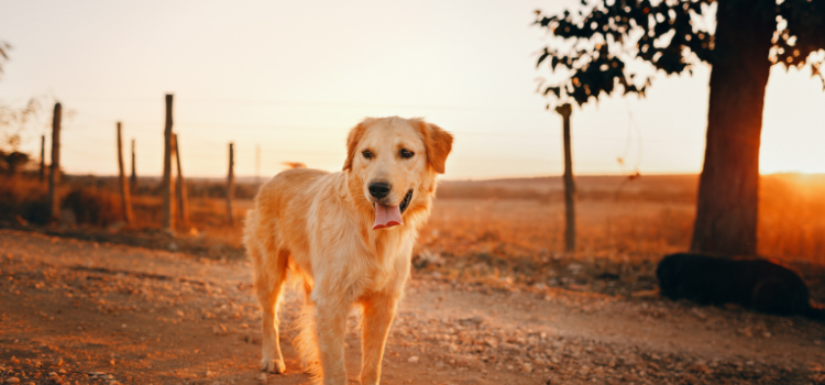 Active Dog in an Apartment? How to Keep Them Happy | PetTrain360